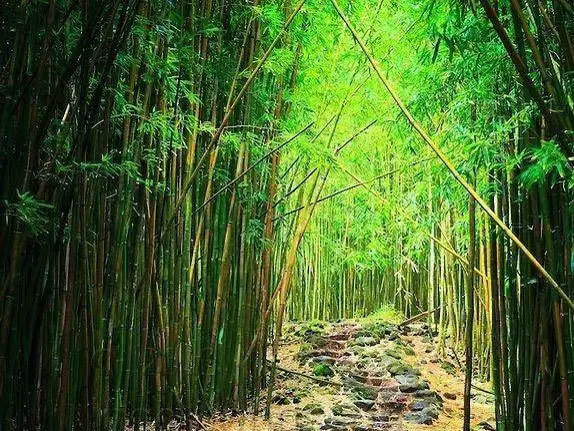 竹子——可再生降解的天然材质 竹子——可再生降解的天然材质